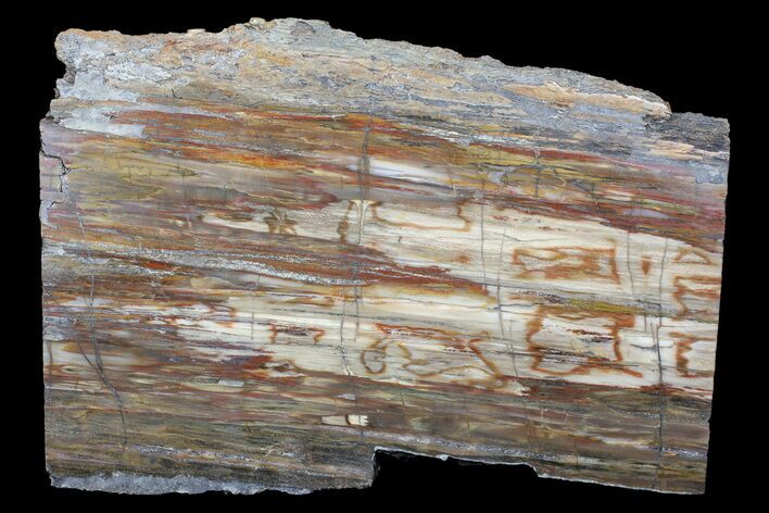 Polished Madagascar Petrified Wood Slab - Madagascar #88608